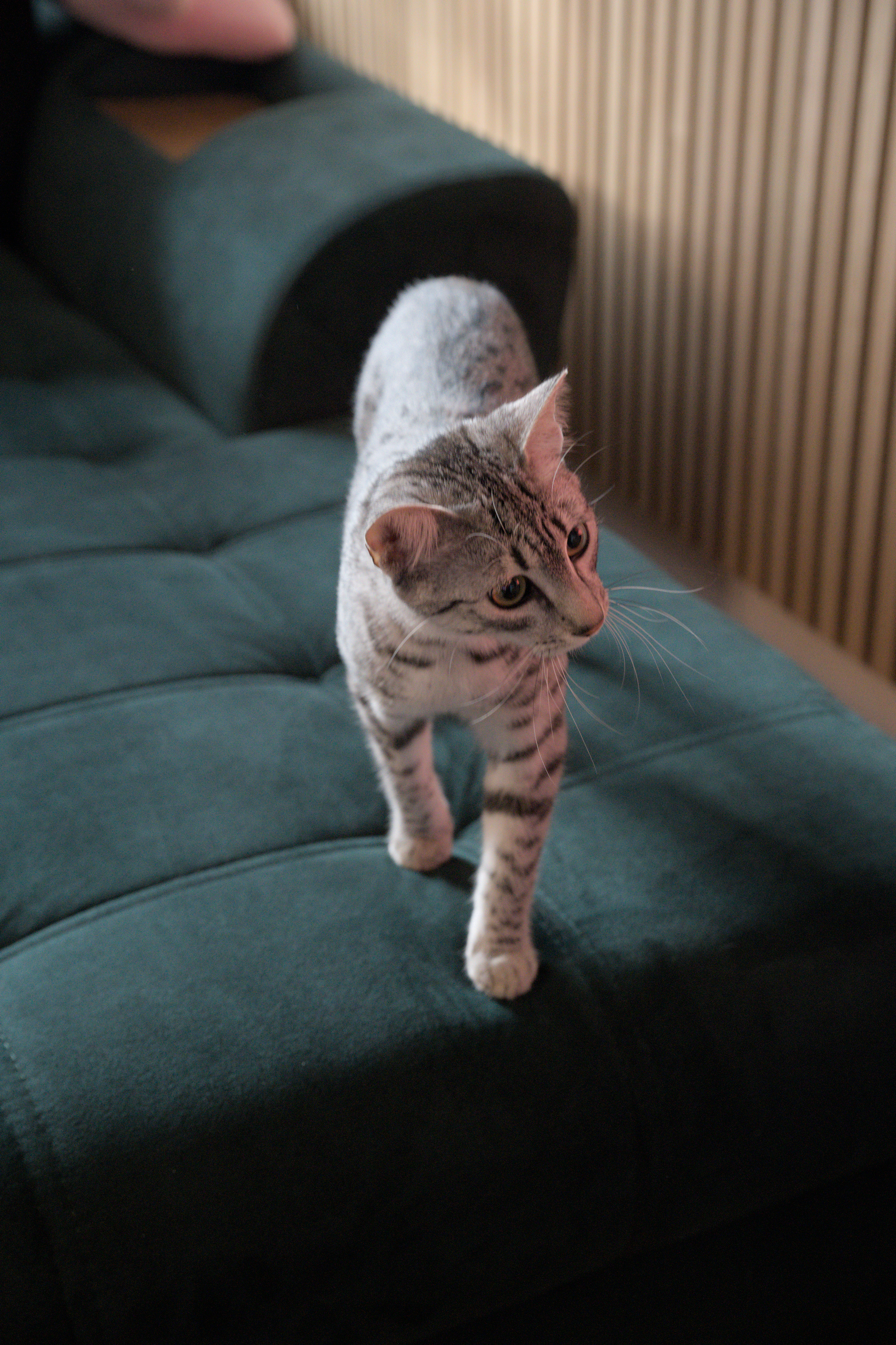 2025/10/12 - cats/DSC_0056.jpg